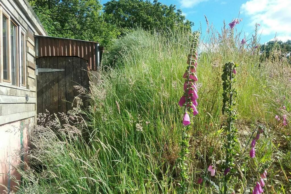 Foxesden, Unique Eco Cabin, Dartmoor Views South Brent エクステリア 写真
